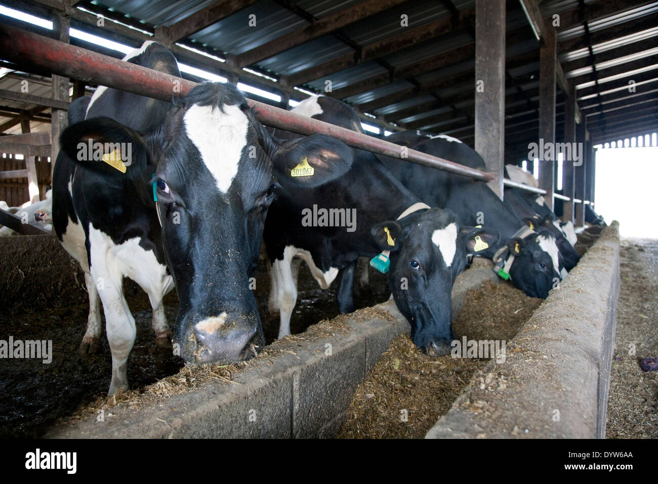 Holstein Dairy Cows eating forage Stock Photo