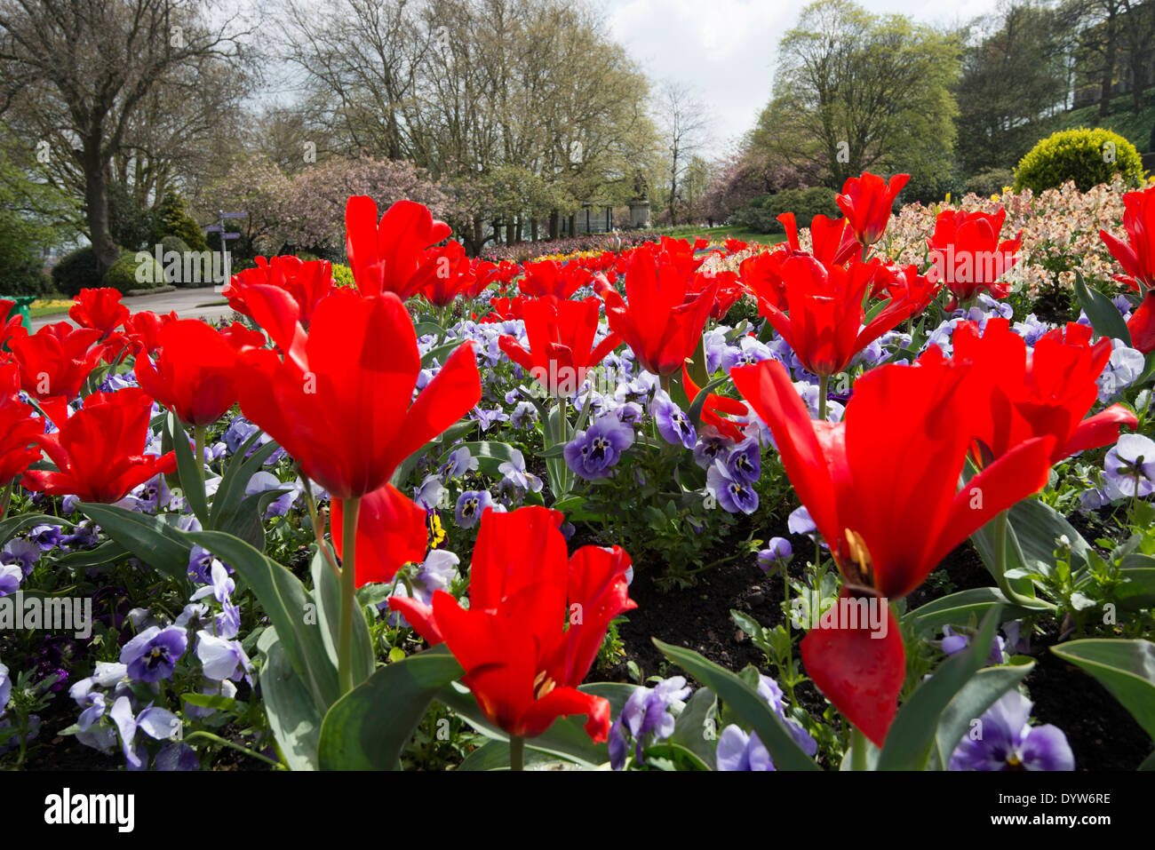 Spring flowers at Nottingham Castle, Nottinghamshire England UK Stock Photo Alamy