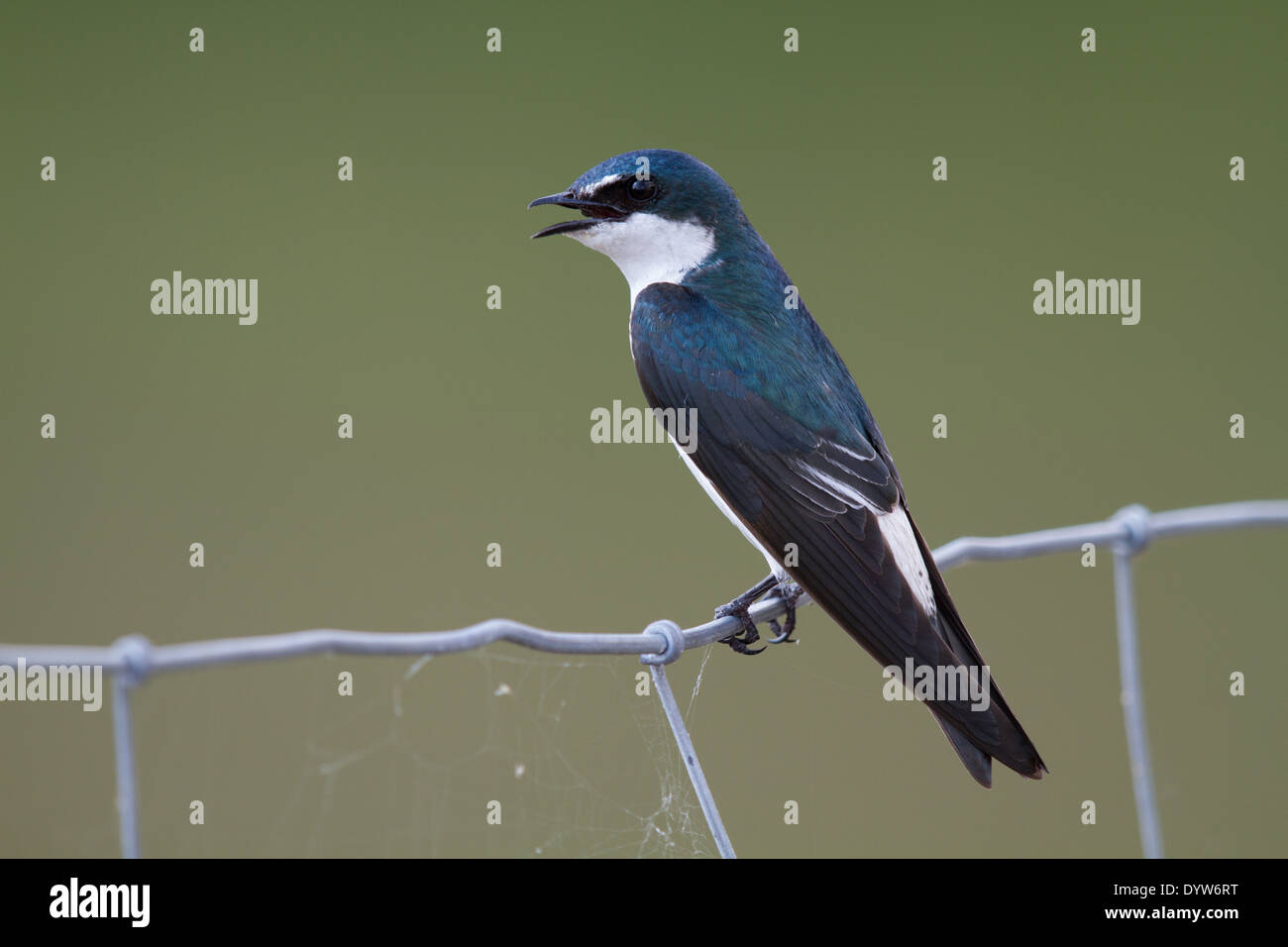 Mangrove Swallow (Tachycineta albilinea) Stock Photo