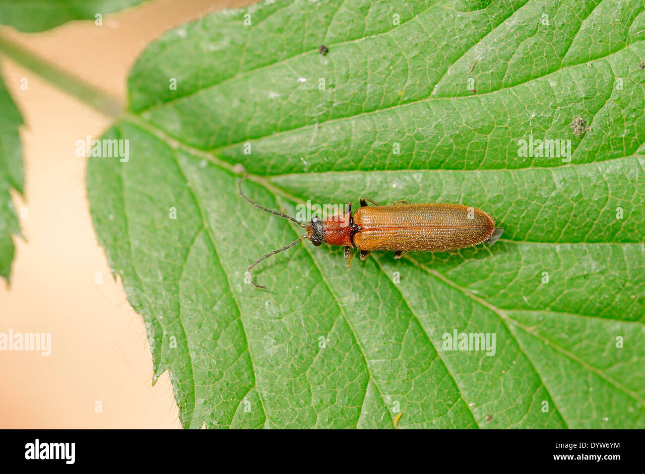Click Beetle (Denticollis linearis), North Rhine-Westphalia, Germany Stock Photo