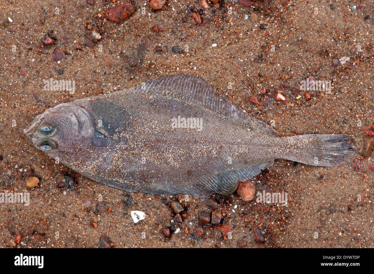 Flat Fish washed up on beach Stock Photo