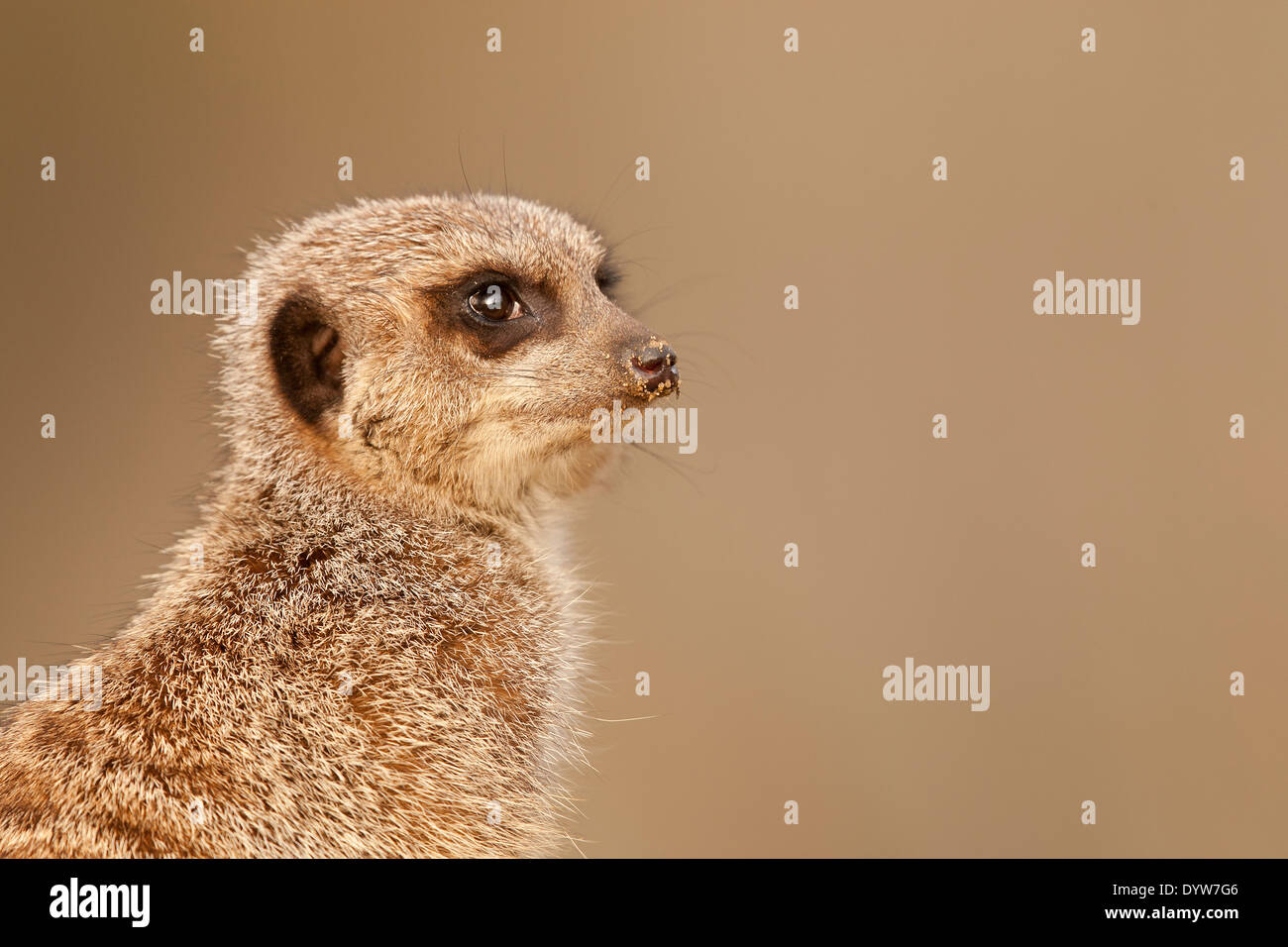Meerkat (Suricata suricatta) on guard Stock Photo