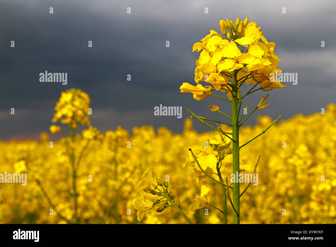 Dark clouds move across a flowering canola field near Stapelburg, Germany, 21 April 2014. Photo: Matthias Bein/dpa/lah - NO WIRE SERVICE Stock Photo