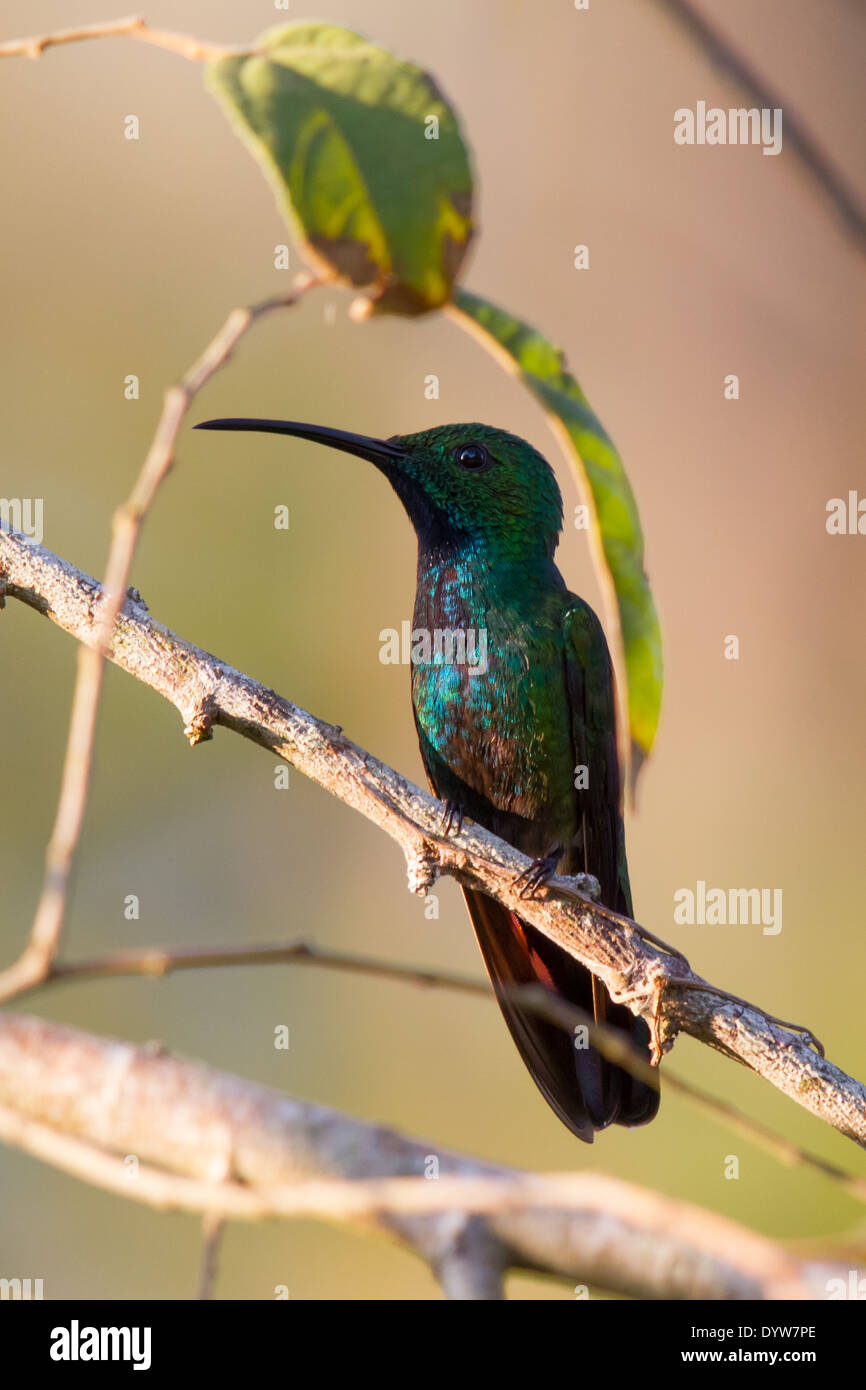 male Green-breasted Mango (Anthracothorax prevostii) Stock Photo