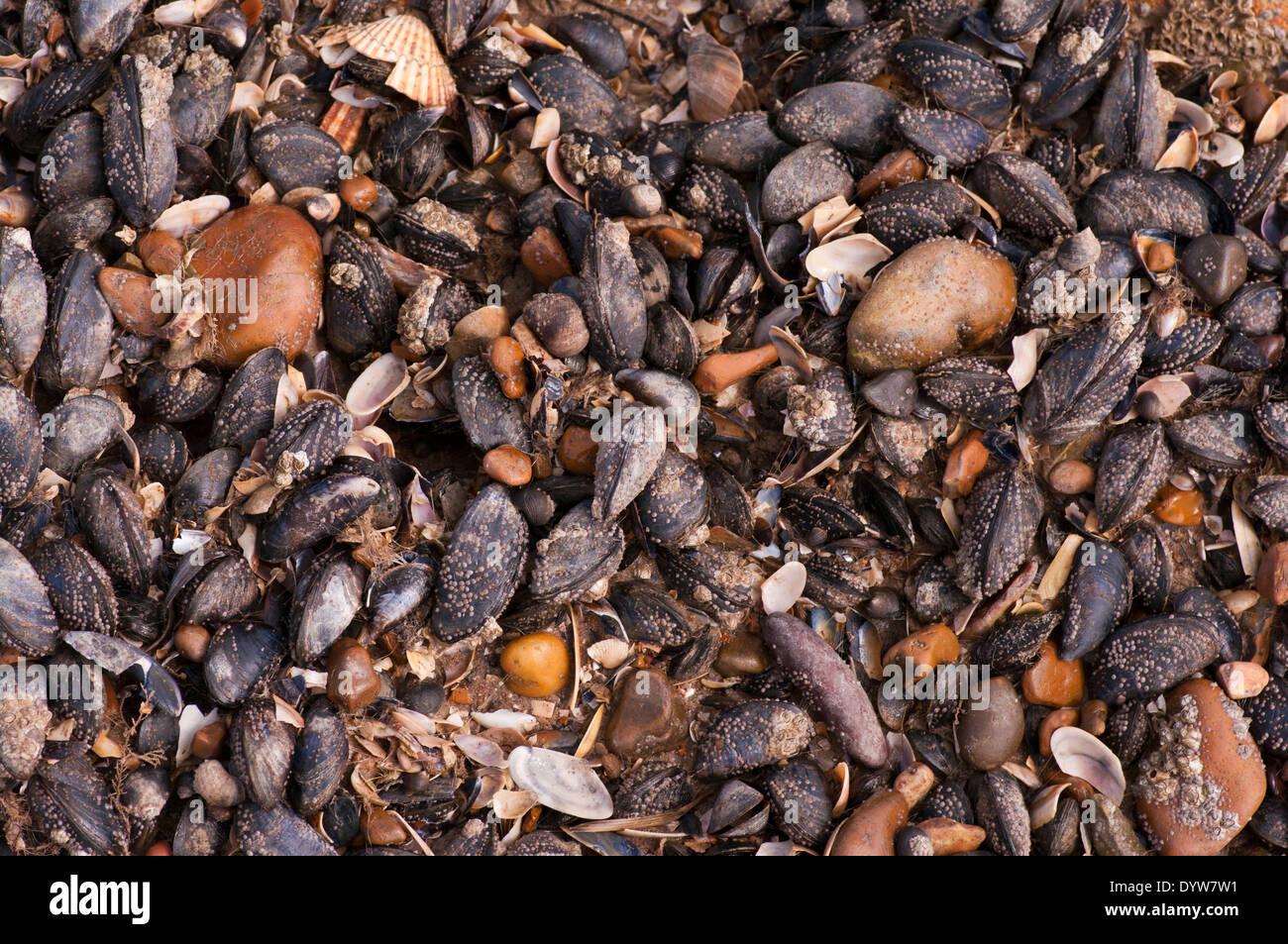 Seashells On The Seashore Mainly Mussels Stock Photo