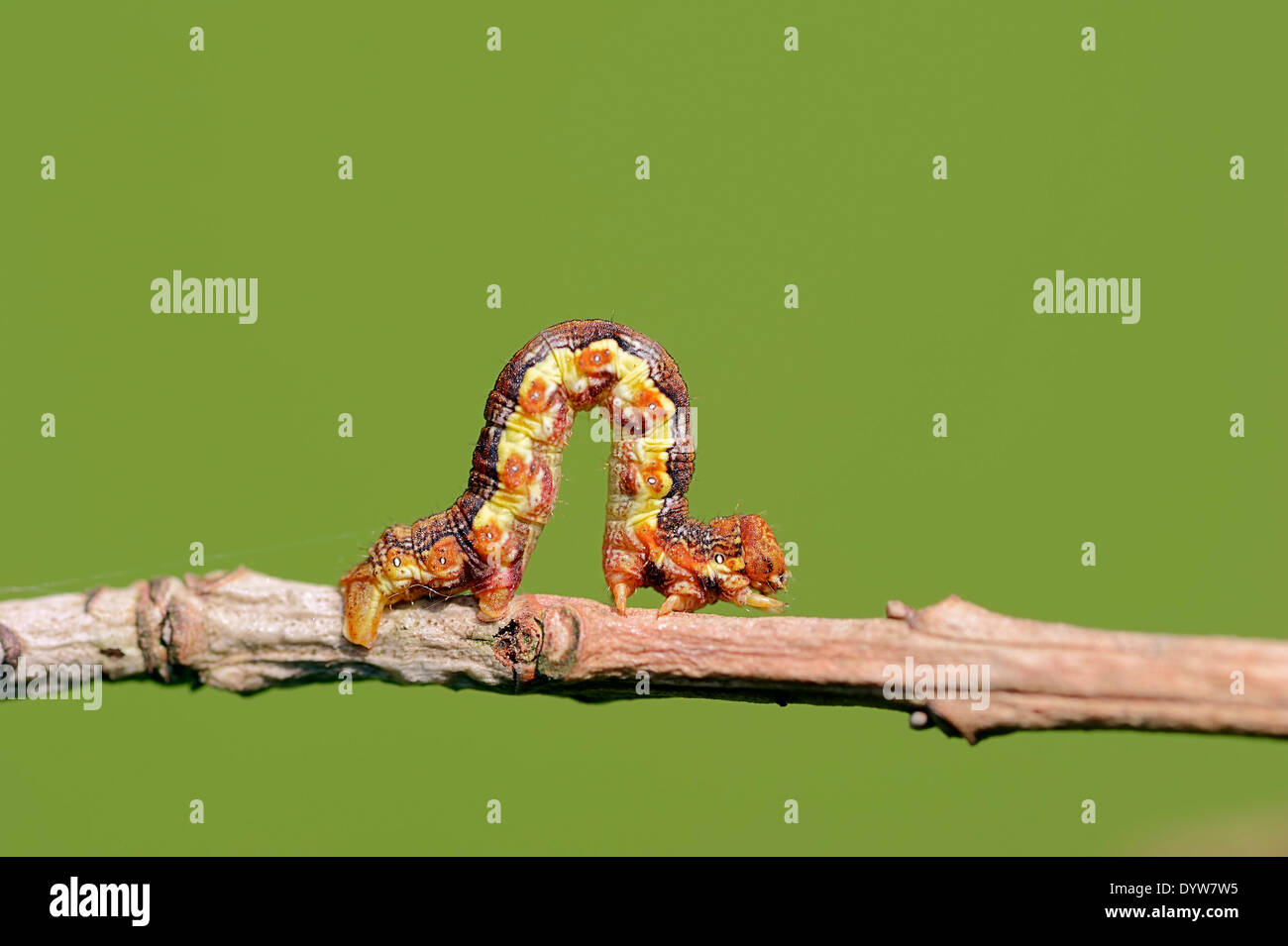 Mottled Umber (Erannis defoliaria), caterpillar, North Rhine-Westphalia, Germany Stock Photo