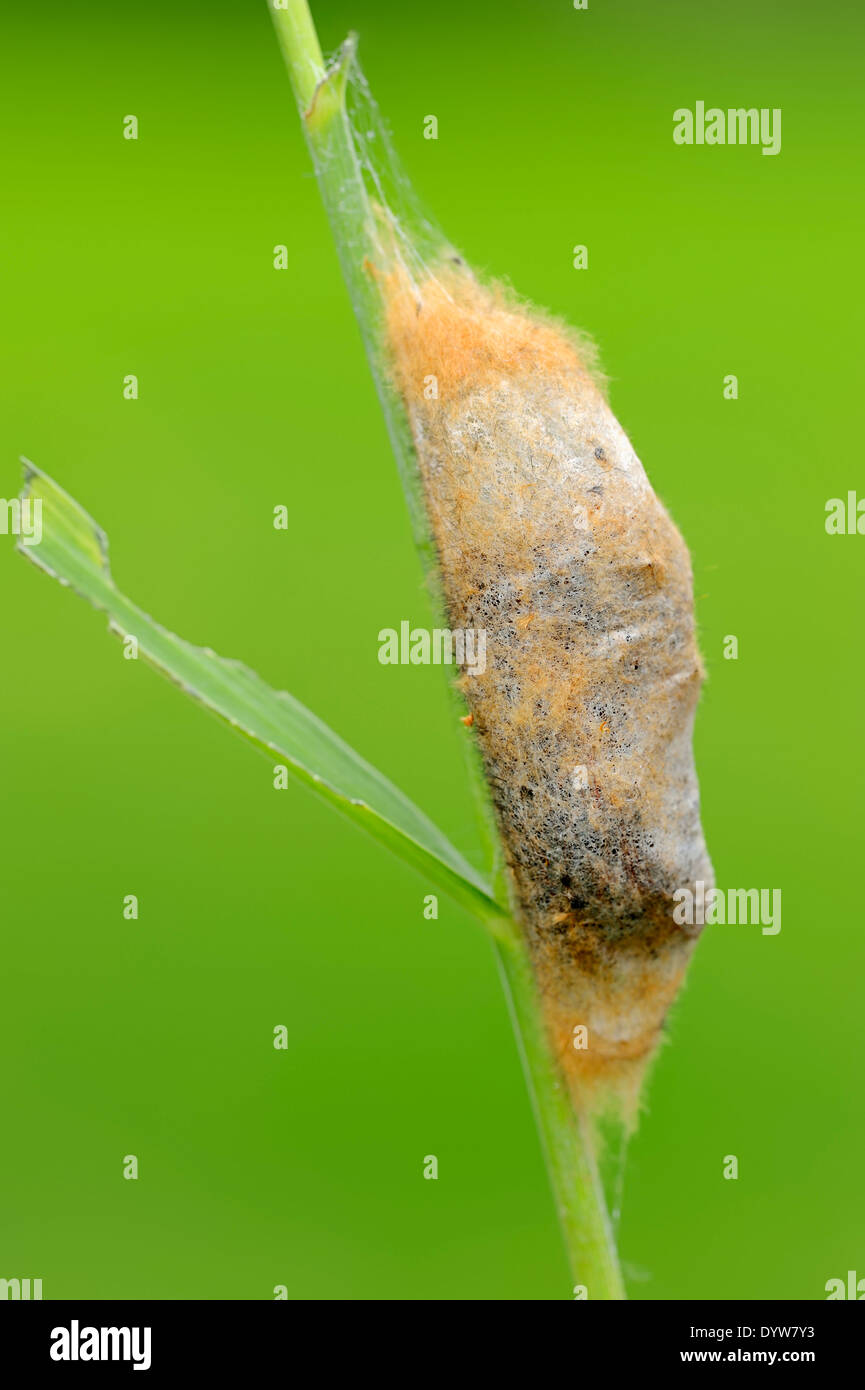 Drinker Moth (Philudoria potatoria), cocoon, North Rhine-Westphalia, Germany Stock Photo