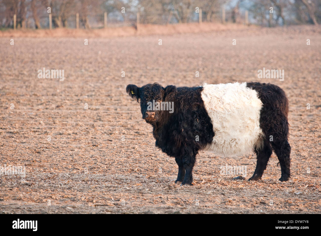 Belted Galloway cattle in a field Stock Photo