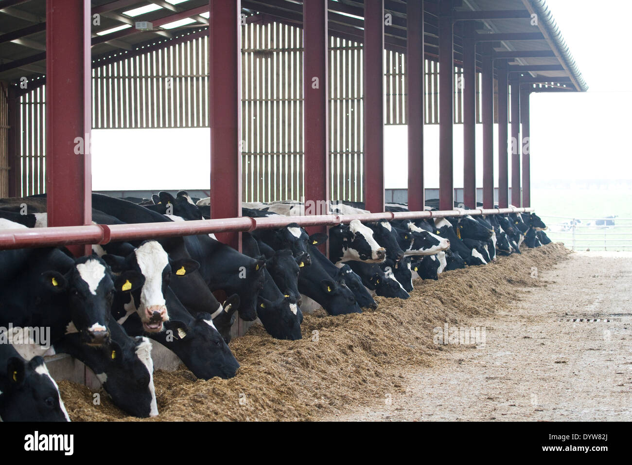 Dairy cows eating silage Stock Photo