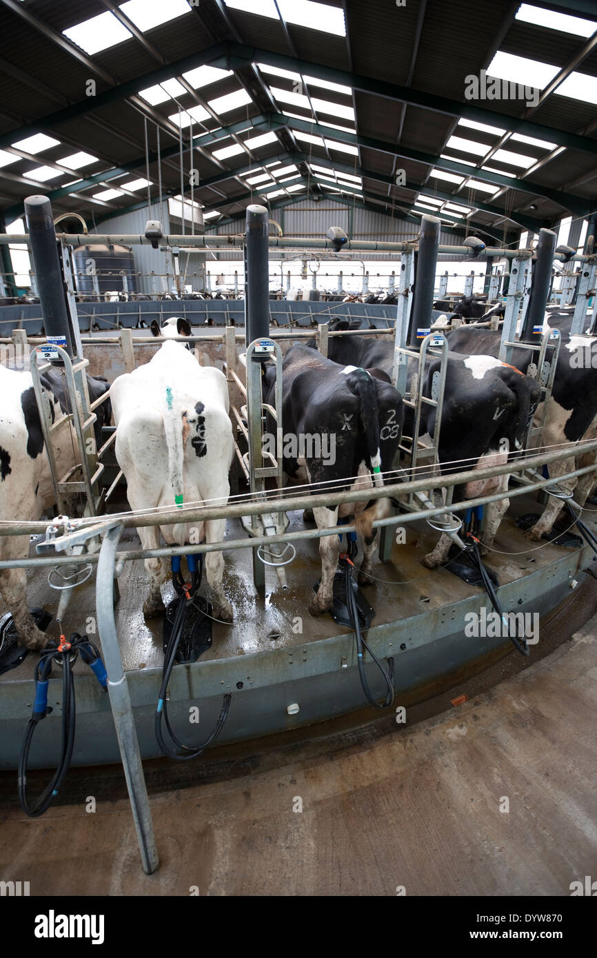 Holstein Dairy Cows on a farm in Shropshire, England, UK Stock Photo