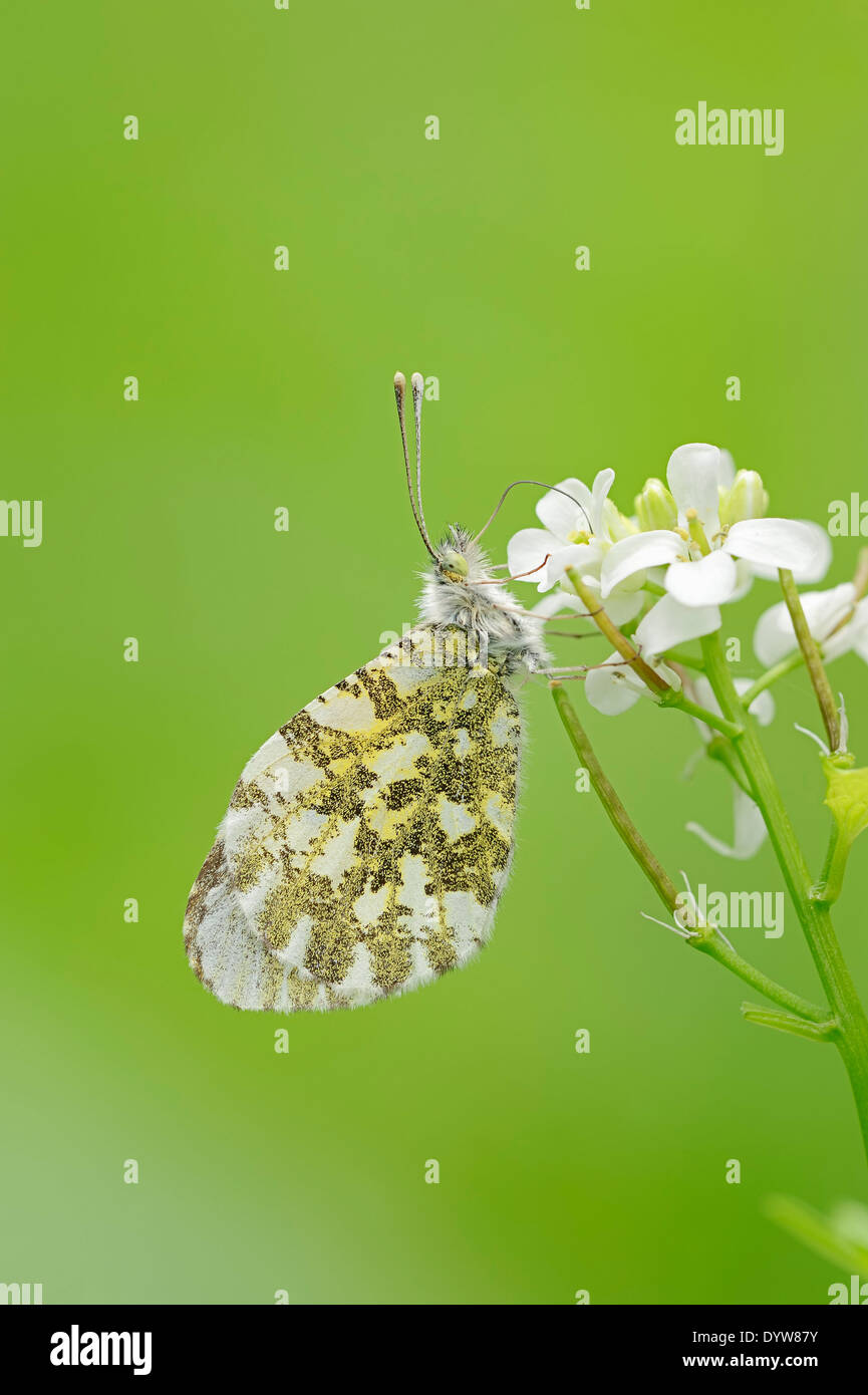 Orange Tip (Anthocharis cardamines), female on Garlic Mustard (Alliaria petiolata), North Rhine-Westphalia, Germany Stock Photo