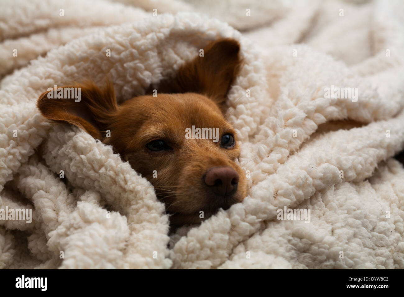 Do Dogs Like Being Wrapped In Blankets
