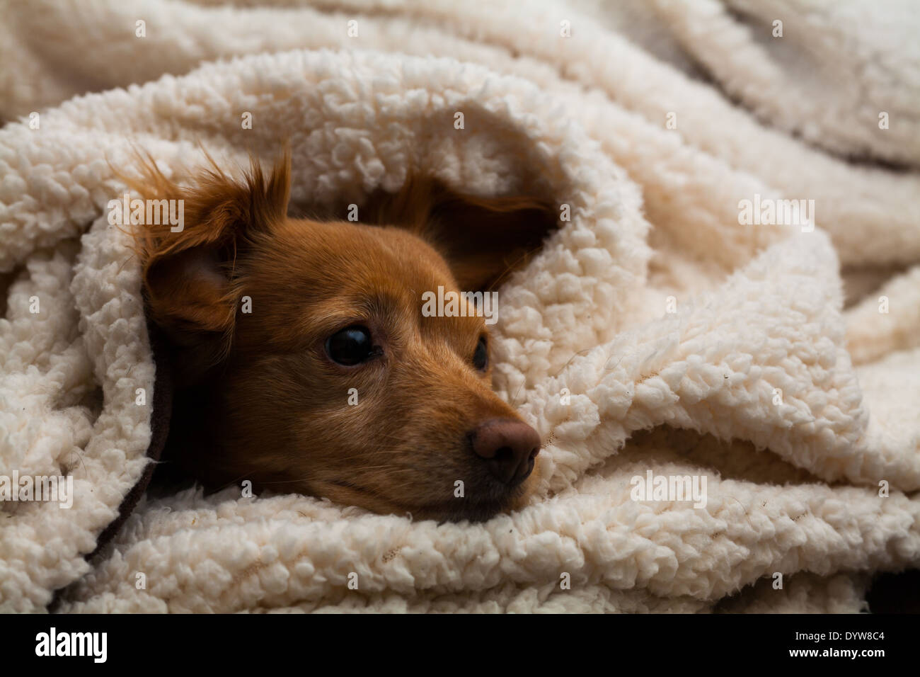 Dog Wrapped In A Blanket High Resolution Stock Photography And Images Alamy