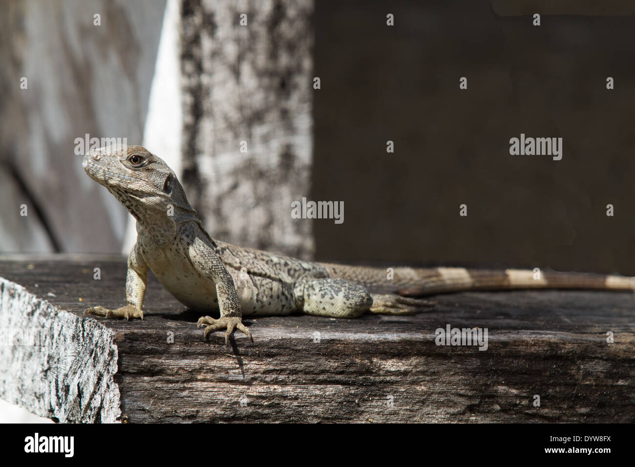 immature Black Iguana (Ctenosaura similis) Stock Photo