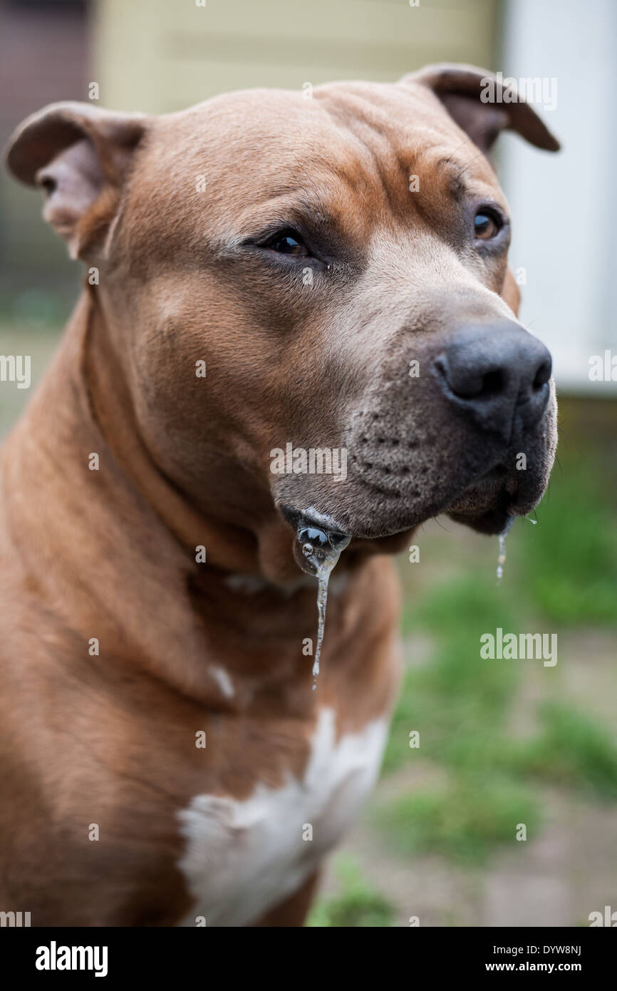 Drooling American Staffordshire Terrier Stock Photo