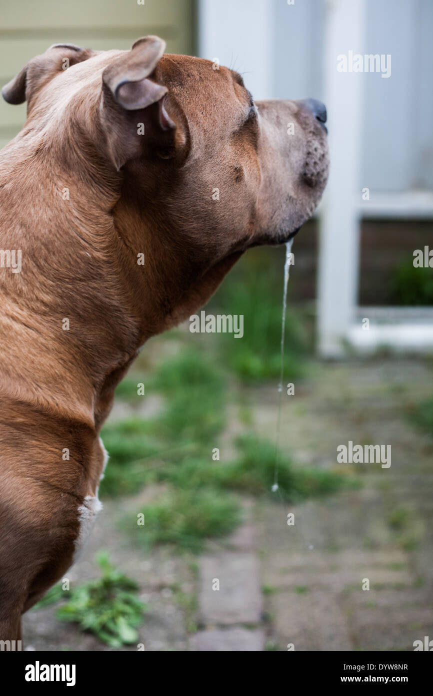 Drooling American Staffordshire Terrier Stock Photo