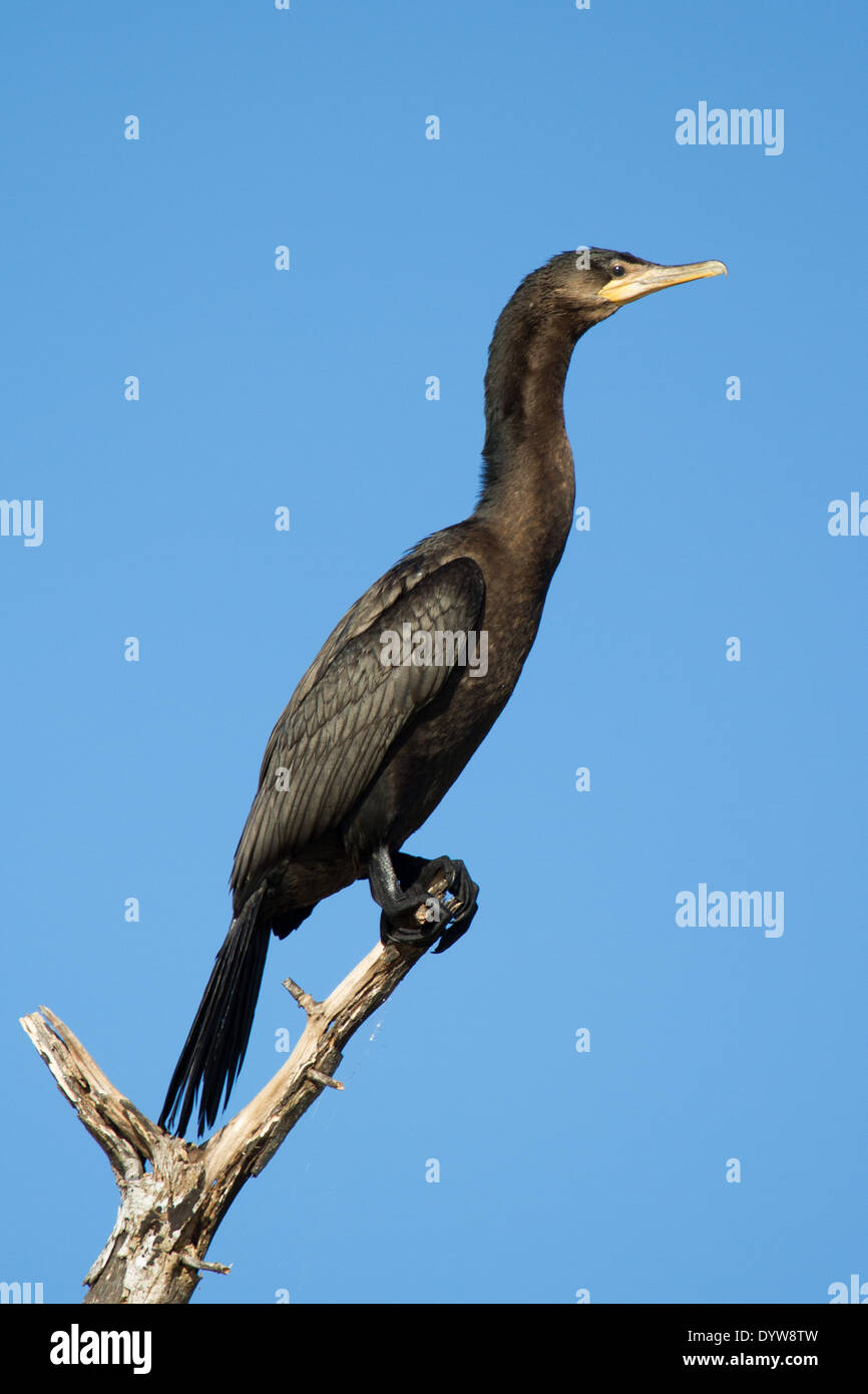 Neotropic Cormorant (Phalacrocorax brasilianus) Stock Photo