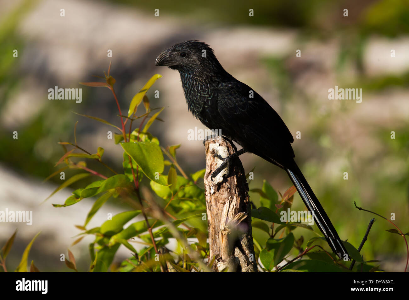 Groove-billed Ani (Crotophaga sulcirostris) Stock Photo