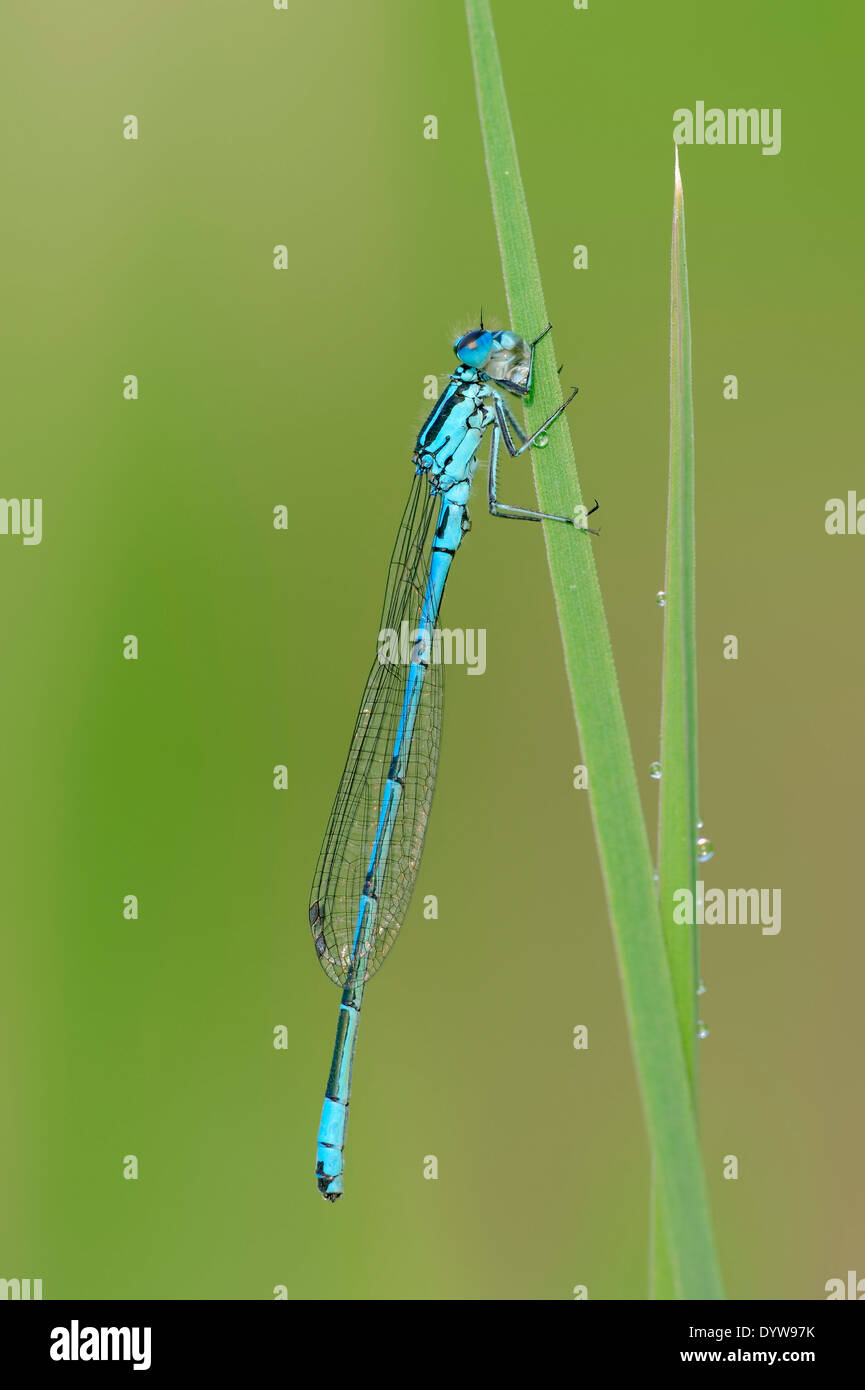 Azure Damselfly or Common Coenagrion (Coenagrion puella), male, North Rhine-Westphalia, Germany Stock Photo