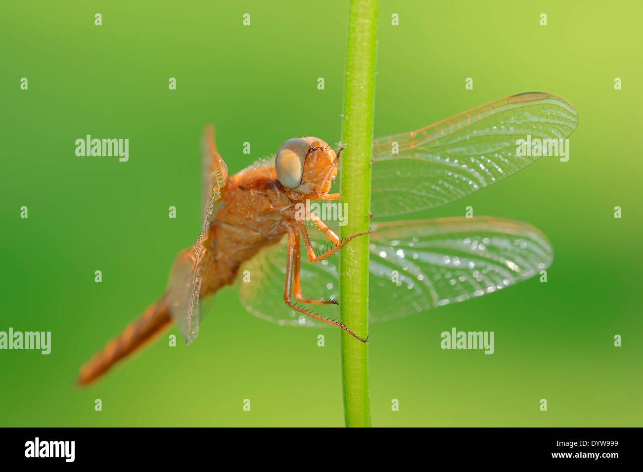 Scarlet Dragonfly, Scarlet Darter, Broad Scarlet or Red Dragonfly (Crocothemis erythraea), juvenile, male Stock Photo