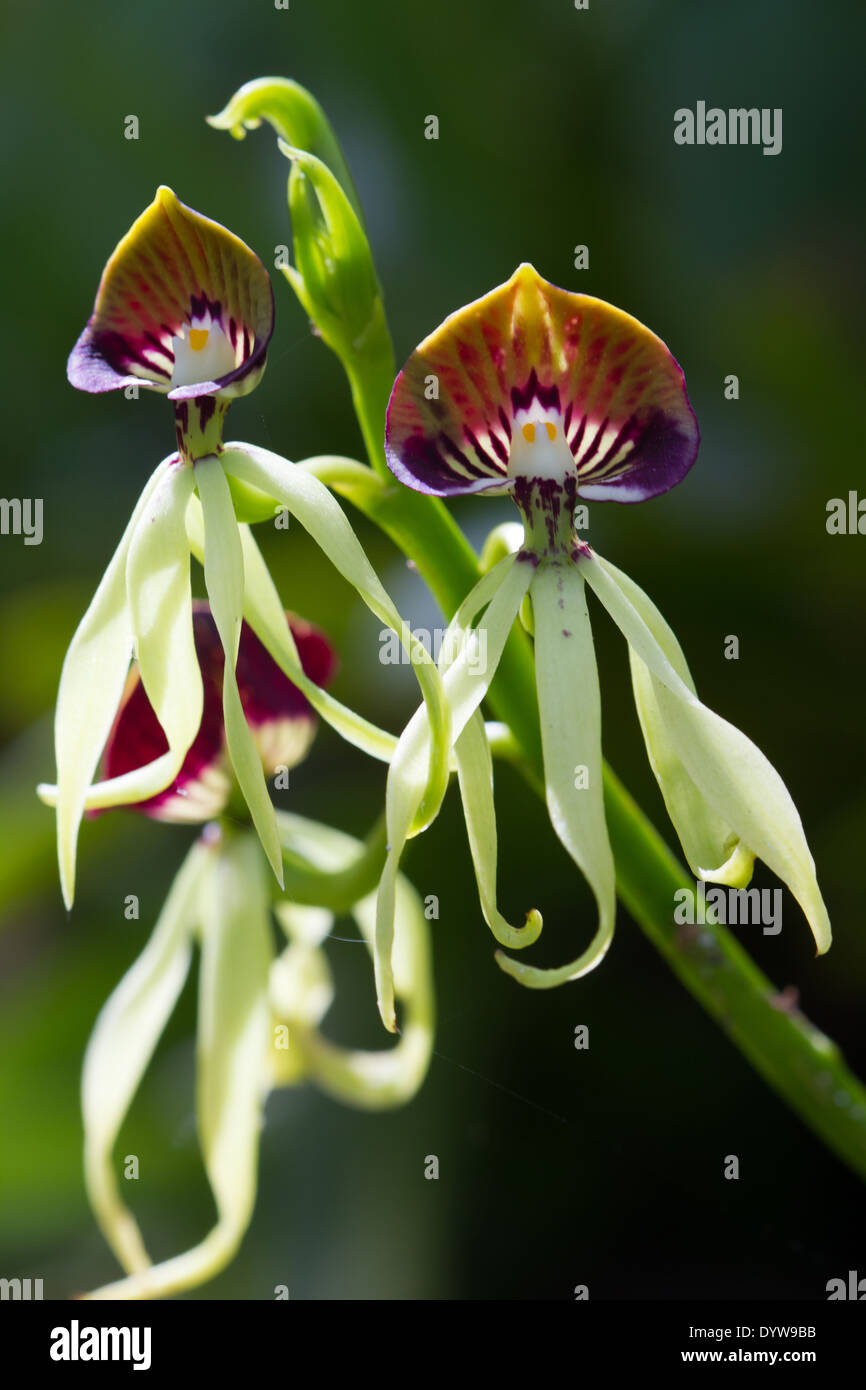 Black Orchid (Prosthechea Cochleata) Stock Photo
