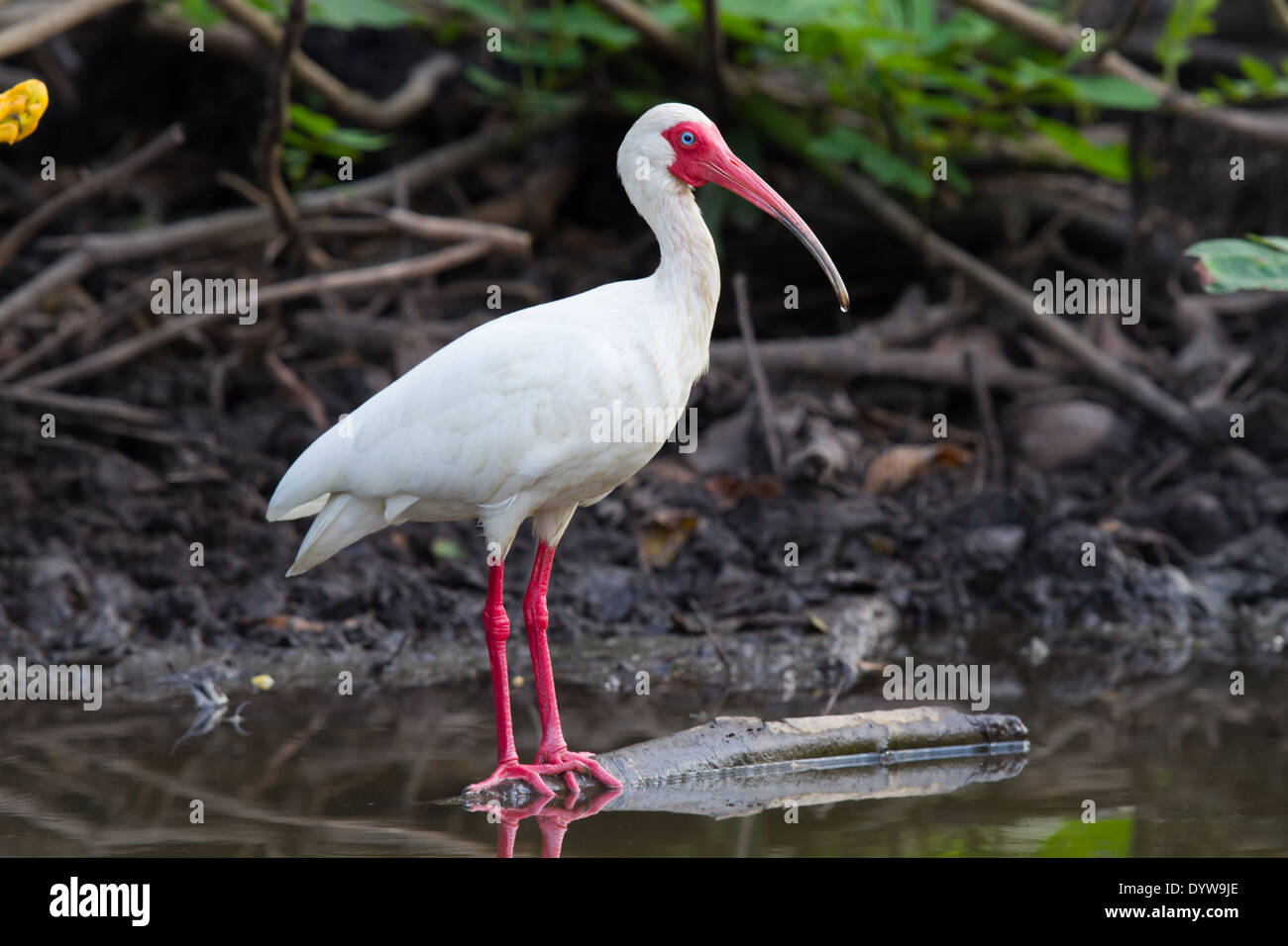 White Ibis (Eudocimus albus) Stock Photo