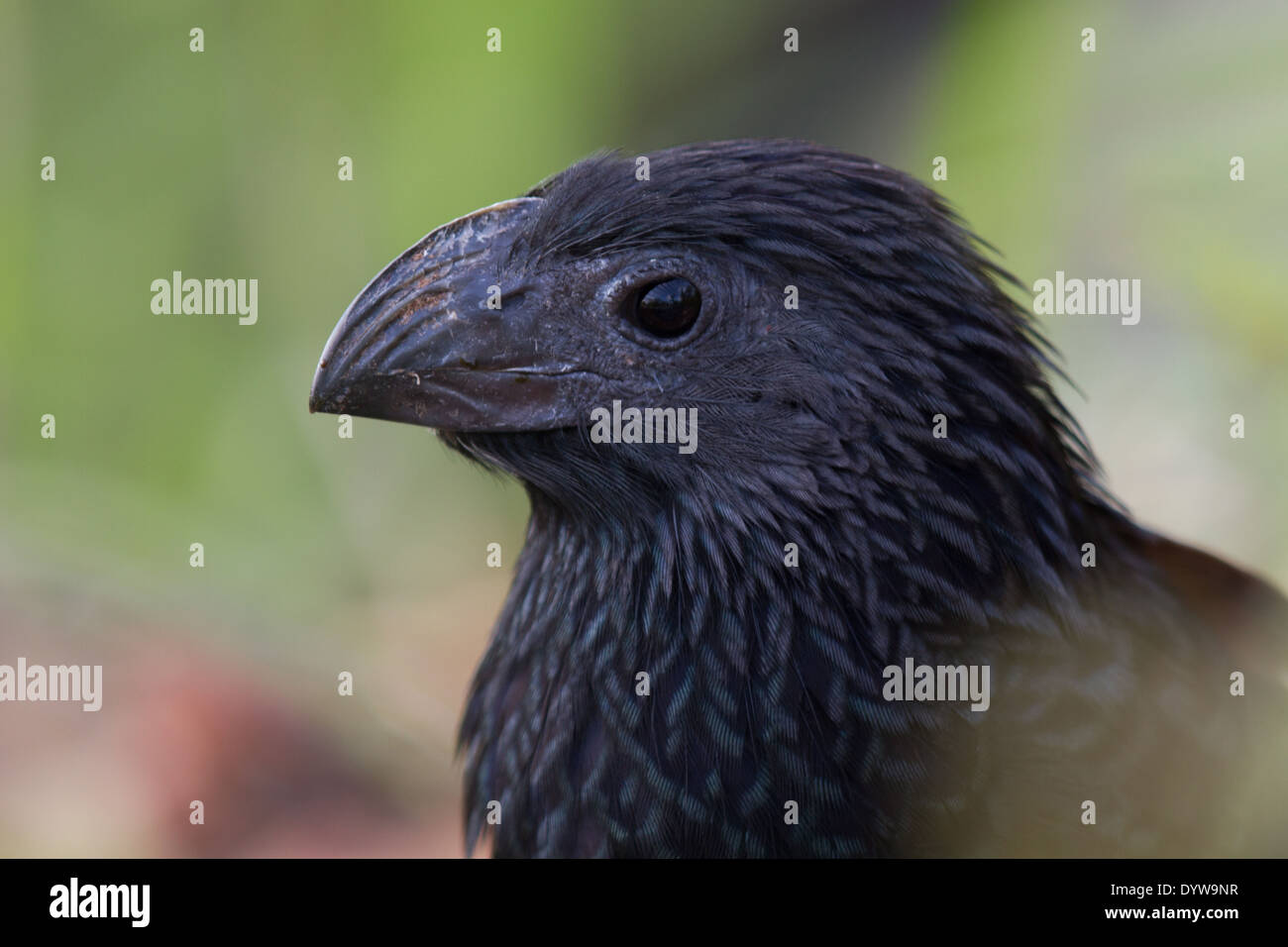Groove-billed Ani (Crotophaga sulcirostris) head Stock Photo