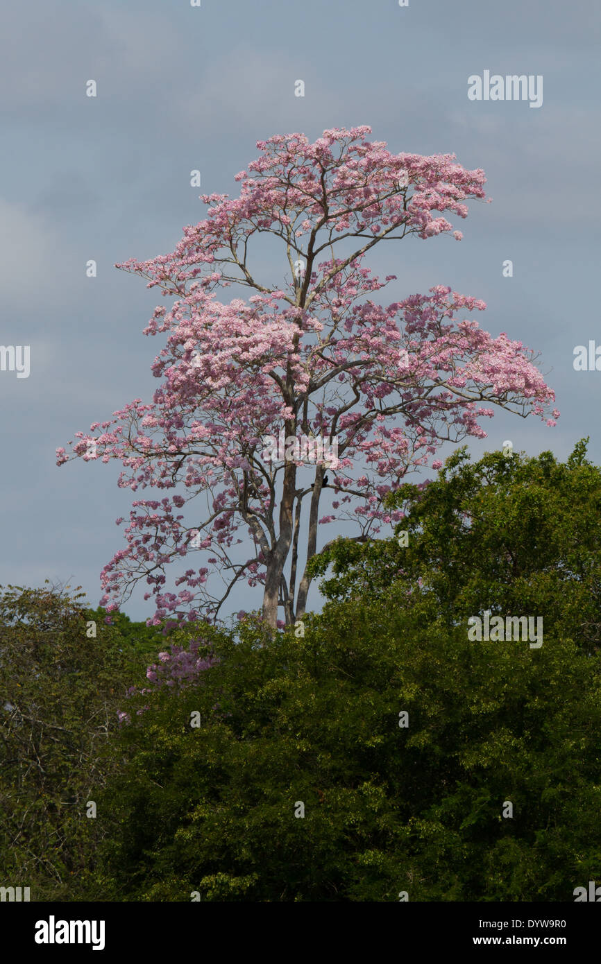 Guanacaste tree (Enterolobium cyclocarpum) in flower Stock Photo