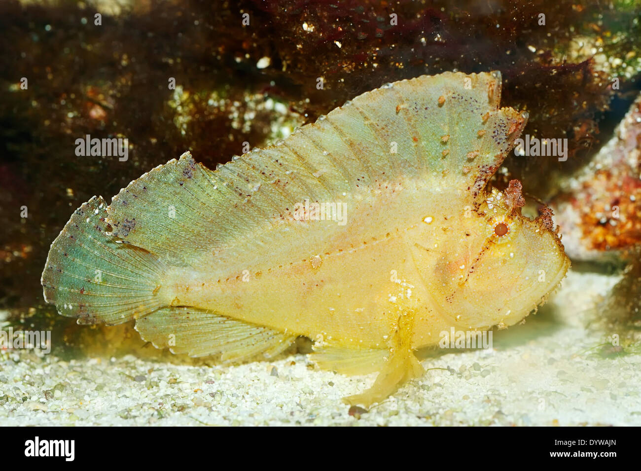 Leaf Fish, Leaf Scorpionfish or Paperfish (Taenianotus triacanthus) Stock Photo