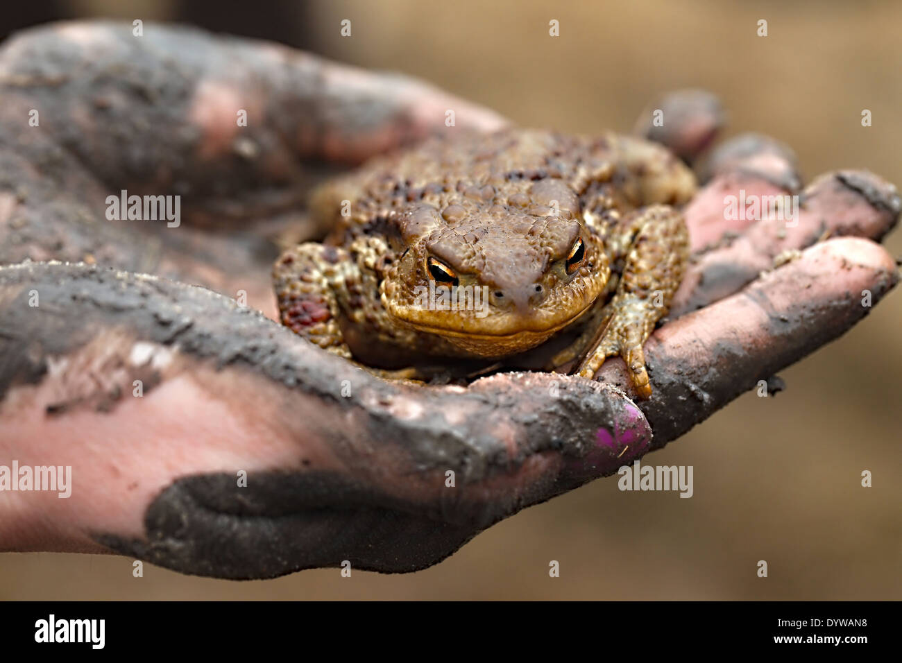 Toad in hand Stock Photo