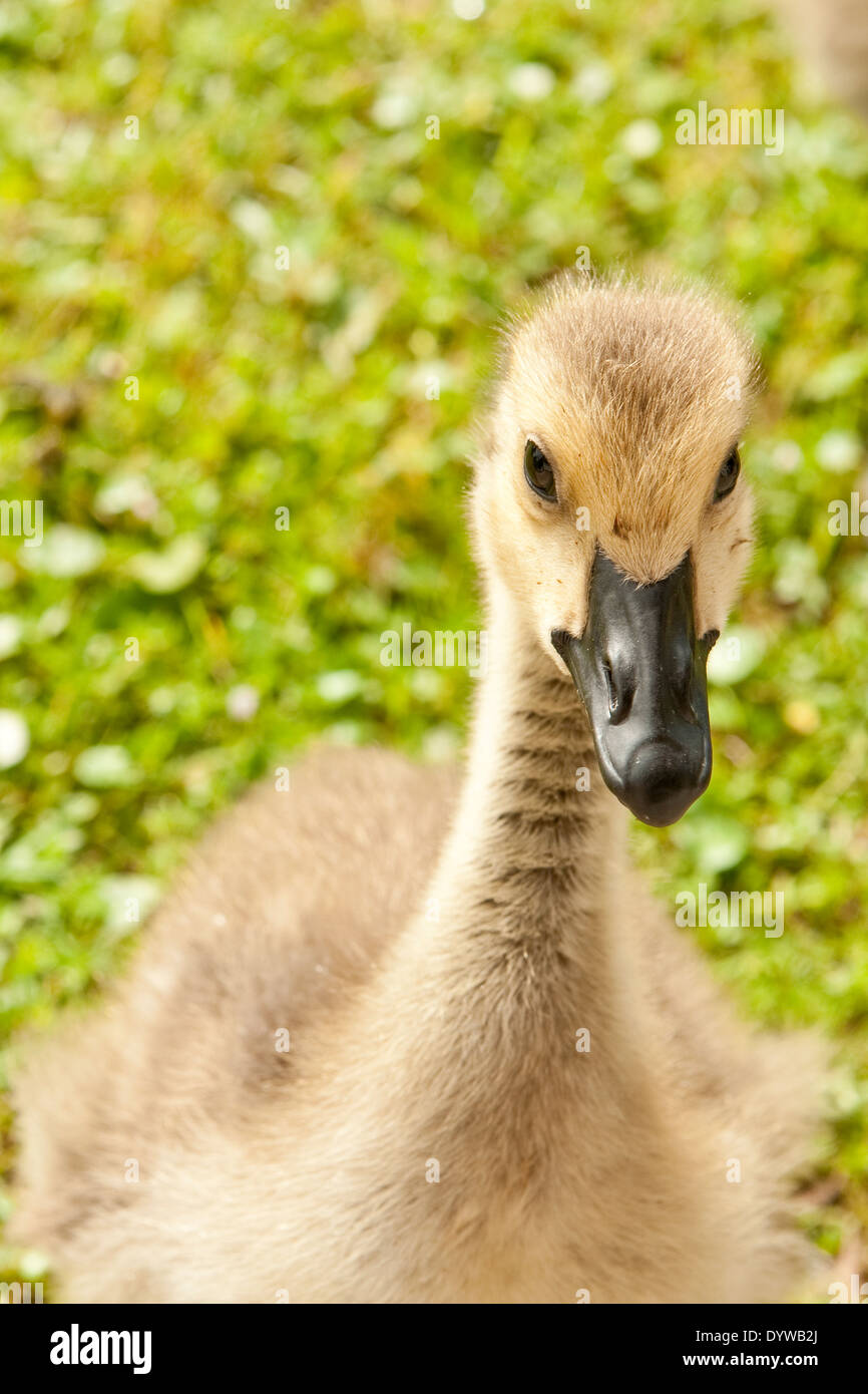 Juvenile  Canadian Goose looking at the camera angle Stock Photo
