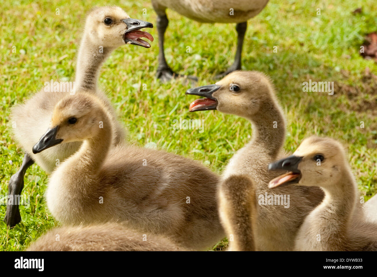 Juvenile Canadian Geese standing together with mouths open Stock Photo