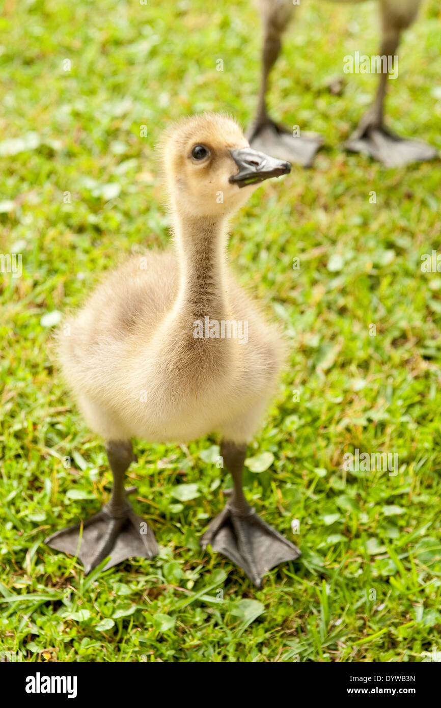 Juvenile Canadian Geese looking to the right upper frame of frame Stock Photo