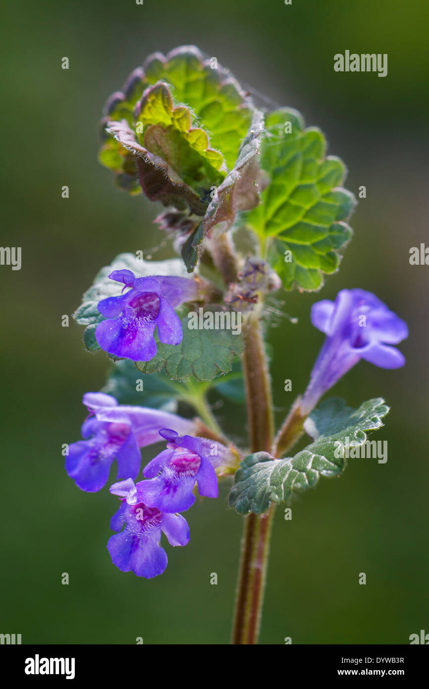Creeping charlie / ground-ivy (Glechoma hederacea / Nepeta glechoma Benth. / Nepeta hederacea) in flower Stock Photo