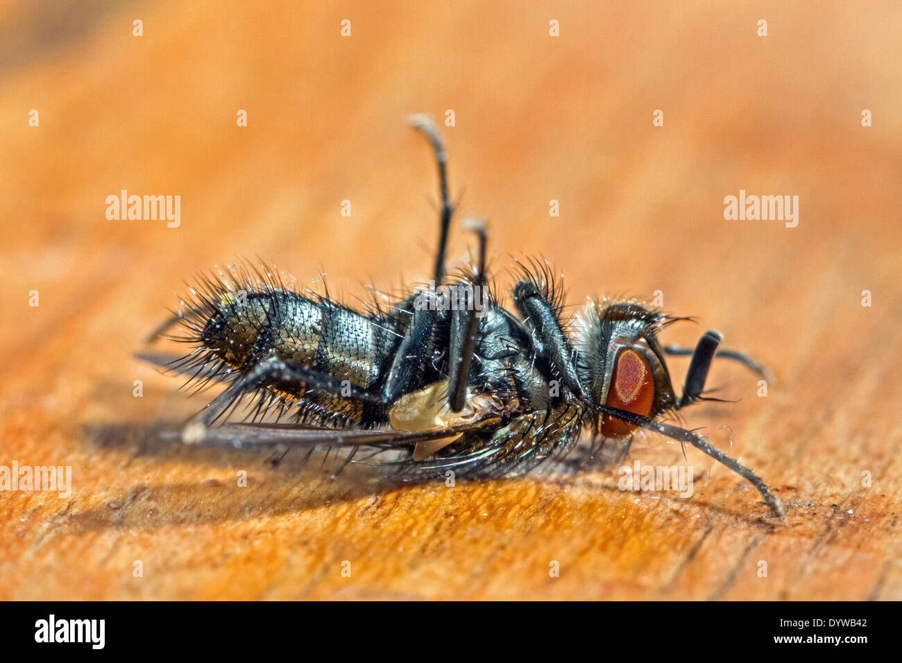 Dead common house fly / housefly (Musca domestica) lying on its back ...