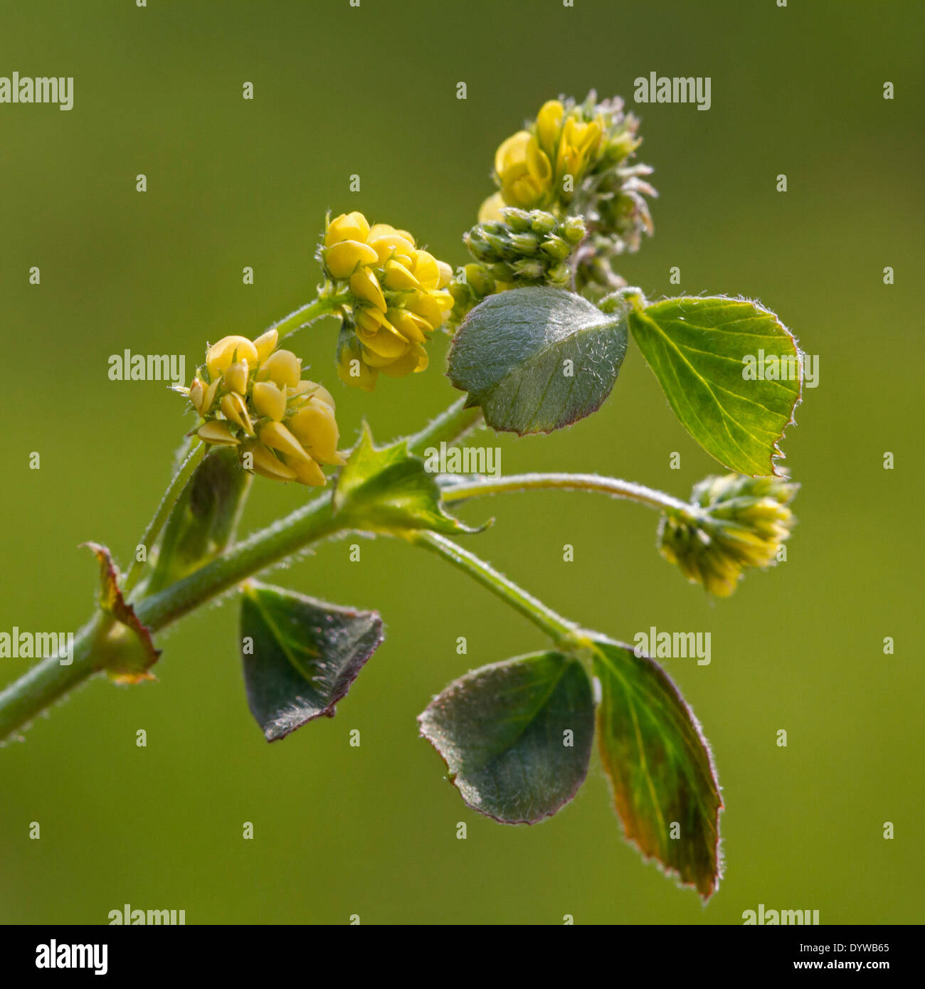 Clover (Trifolium sp.) in flower Stock Photo