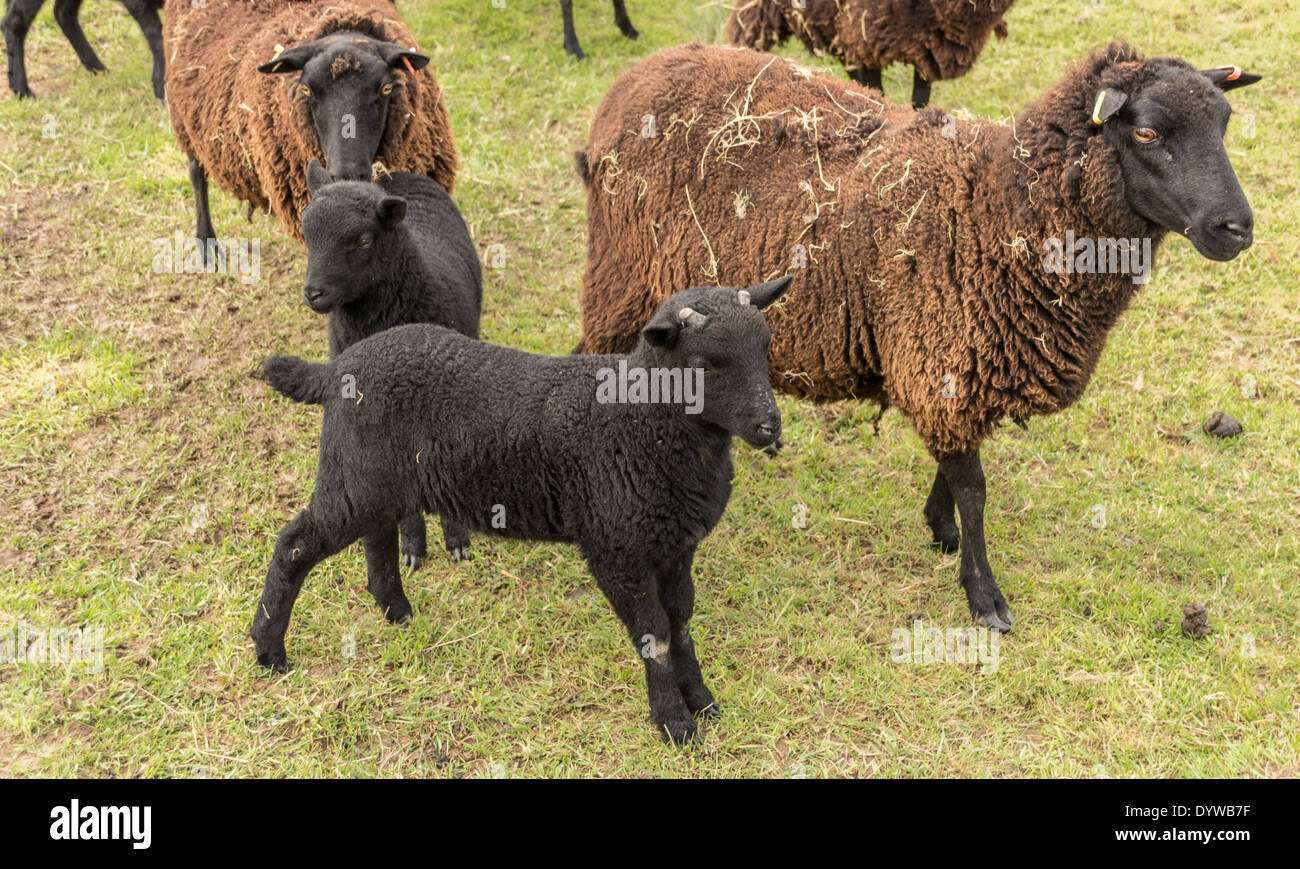 Black sheep small black sheep hires stock photography and images Alamy