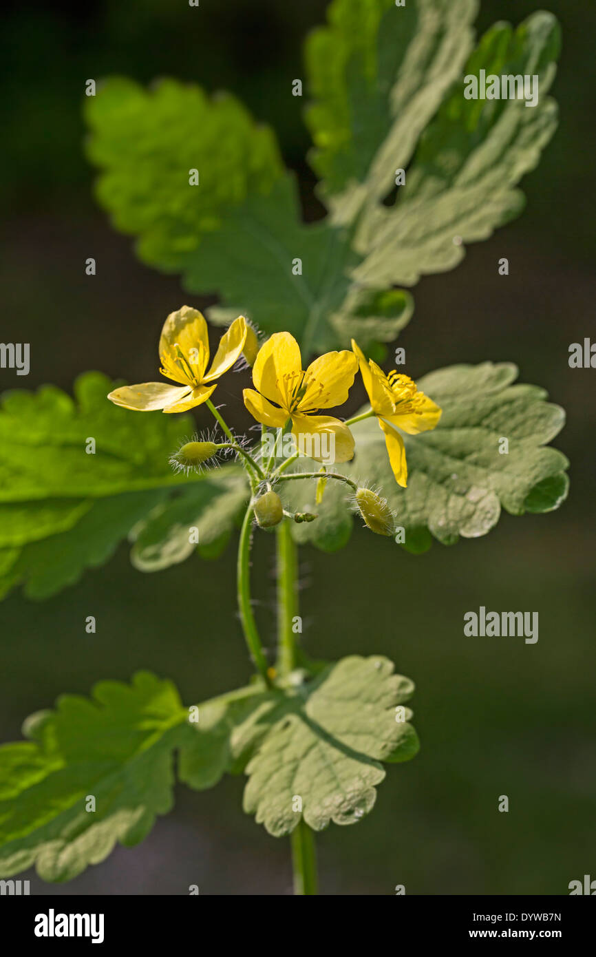 Greater celandine / tetterwort (Chelidonium majus) in flower Stock Photo