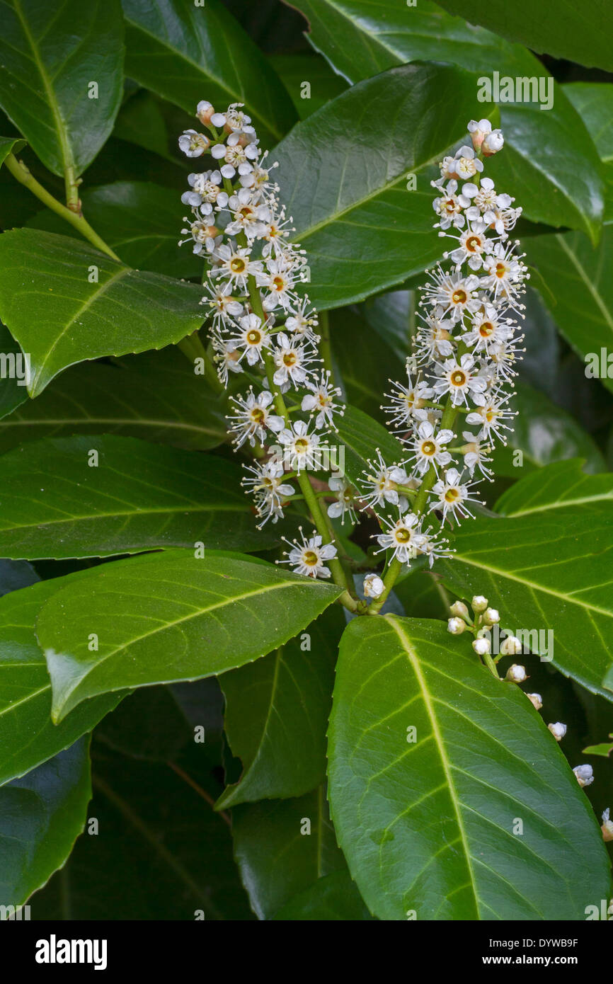 Cherry Laurel Common Laurel English Laurel Prunus Laurocerasus In Cherry Laurel Common Laurel English Laurel Prunus Laurocerasus In