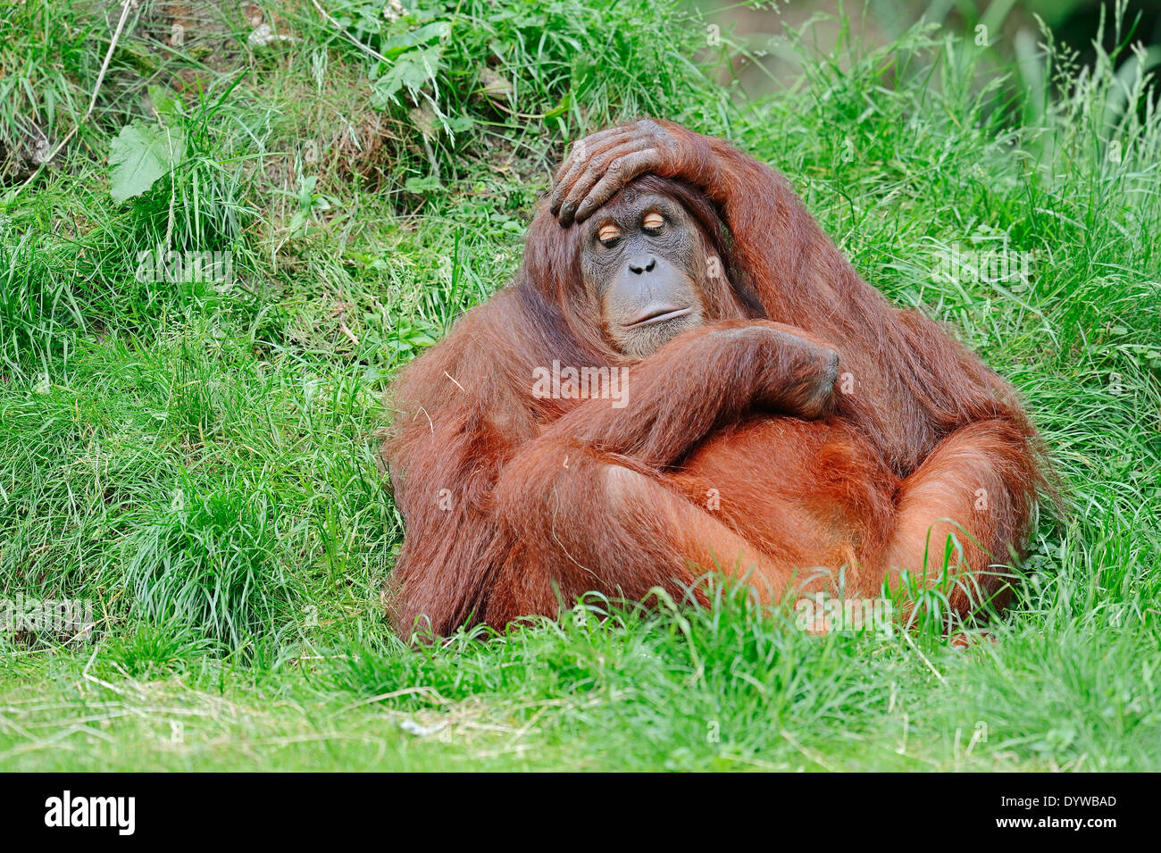 Sumatran Orang-utan, Sumatran Orangutan (Pongo pygmaeus abelii, Pongo abelii) Stock Photo