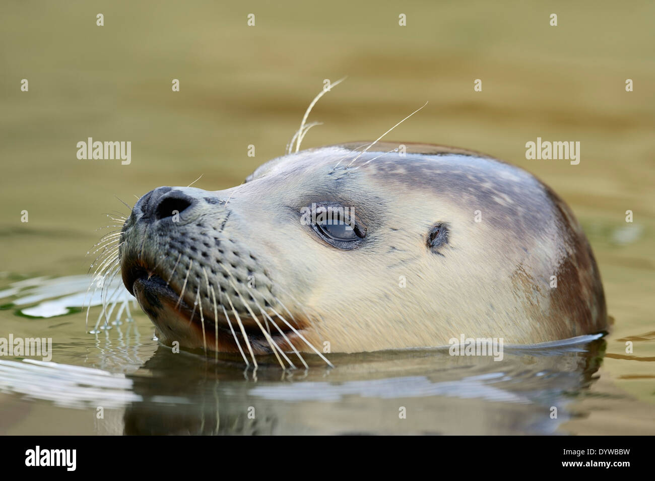 Harbour Seal or Common Seal (Phoca vitulina), juvenile Stock Photo