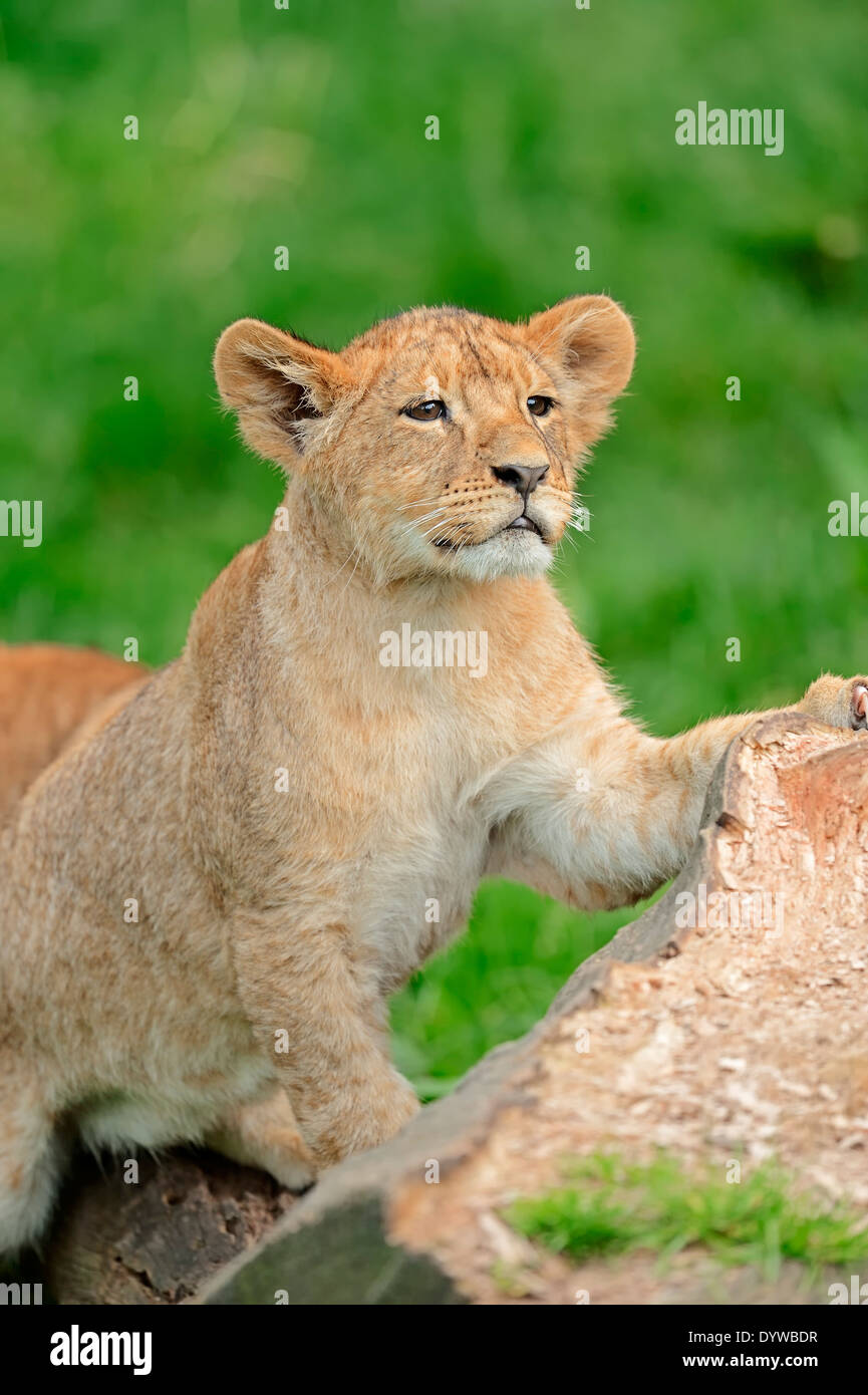 African Lion (Panthera leo), cub Stock Photo