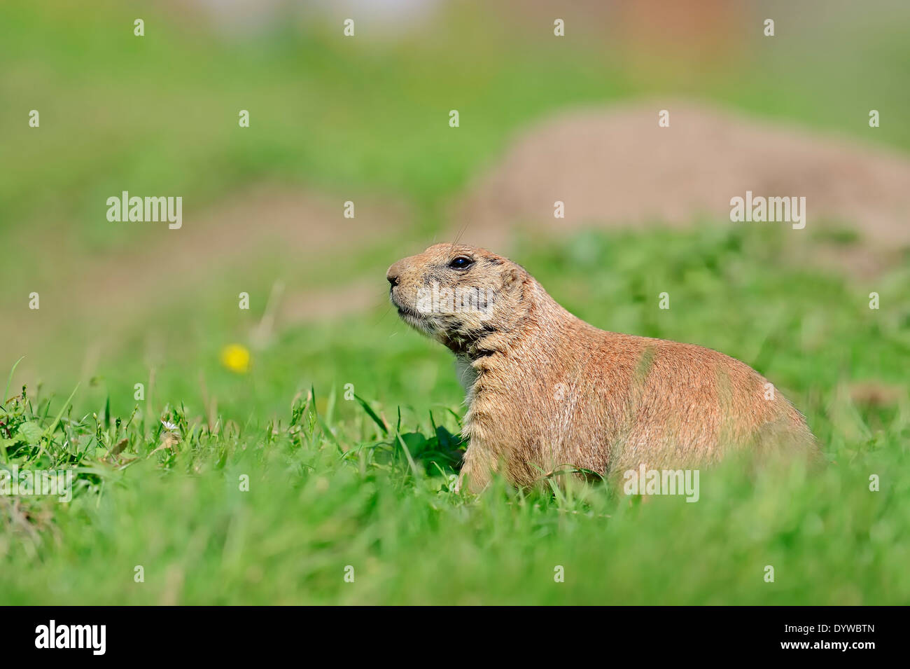 Black-tailed Prairie Dog (Cynomys ludovicianus) Stock Photo