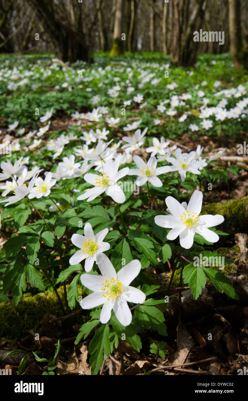 Wood Anemone (Anemone nemorosa) West Sussex, England, UK April Stock Photo Alamy