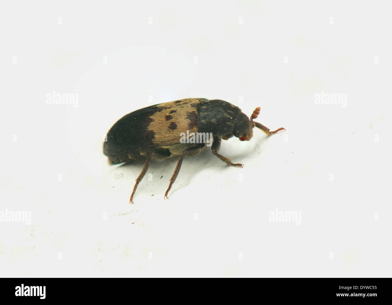 Dermestes lardarius Stock Photo