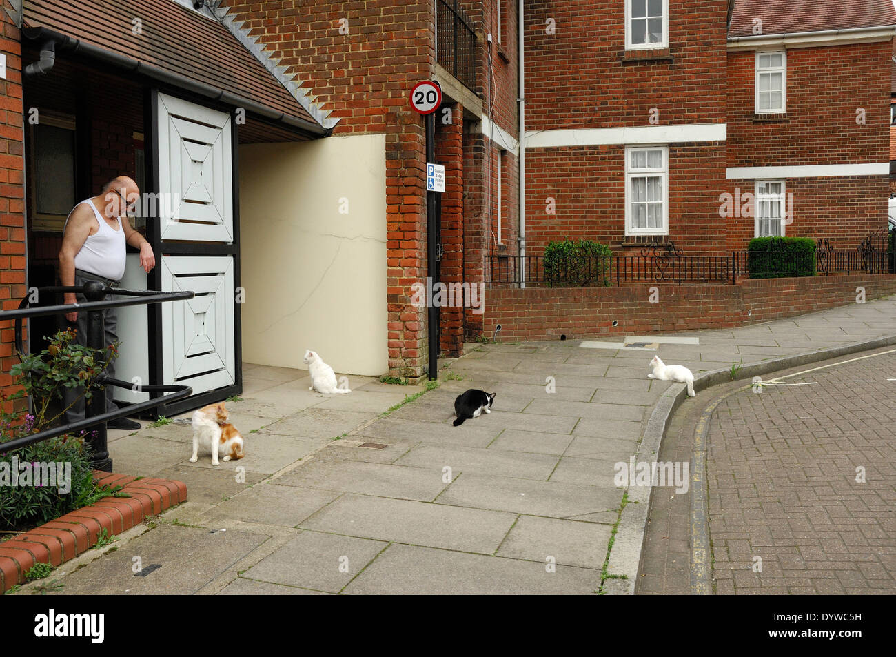 retired man in vest standing outside home watching cats on pavement Stock Photo