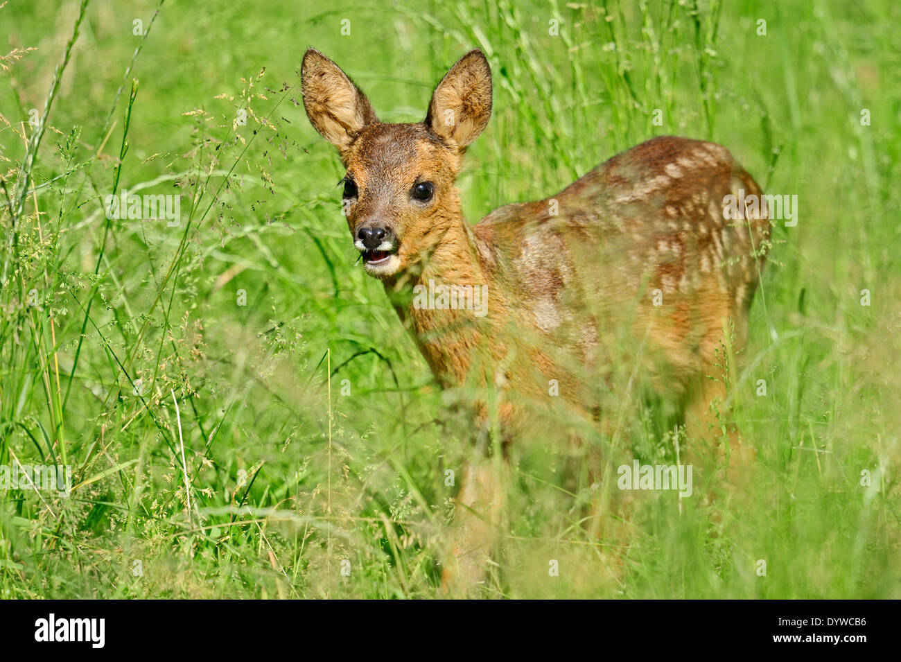 European Roe Deer or Western Roe Deer (Capreolus capreolus), fawn, North Rhine-Westphalia, Germany Stock Photo