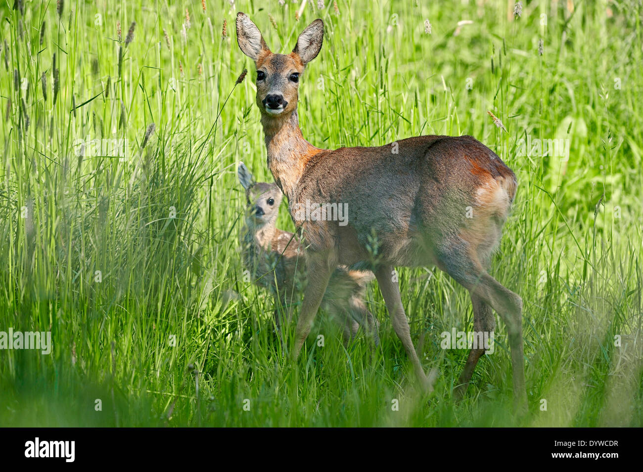 European Roe Deer or Western Roe Deer (Capreolus capreolus), doe with fawn, North Rhine-Westphalia, Germany Stock Photo