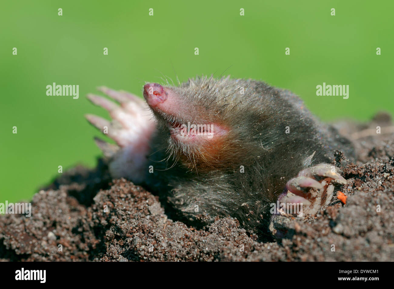 European Mole, Common Mole or Northern Mole (Talpa europaea) looking out of mole hill, North Rhine-Westphalia, Germany Stock Photo