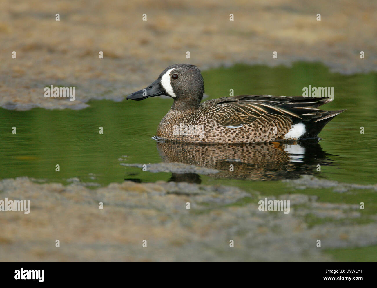 Bluewinged Teal Anas discors Male Stock Photo Alamy